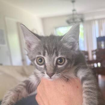 Tahoe -  Domestic Short Hair Cat for Adoption in Tustin, California - Tahoe | PetCurious