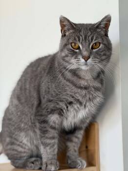 Parsnip -  Domestic Short Hair Cat for Adoption in Steinbach, Manitoba - Parsnip | PetCurious