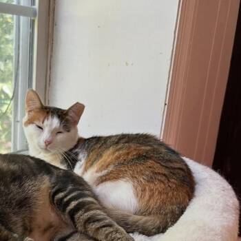 Apple -  American Shorthair Cat for Adoption in Lancaster, South Carolina - Apple | PetCurious
