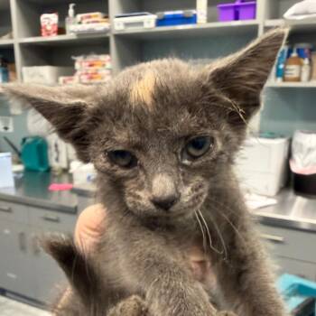 X -  Domestic Short Hair Cat for Adoption in Greensboro, North Carolina - X | PetCurious