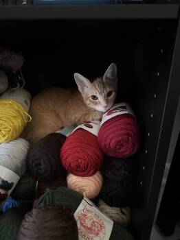Pumpkin -  Domestic Short Hair Cat for Adoption in Fort Myers, Florida - Pumpkin | PetCurious