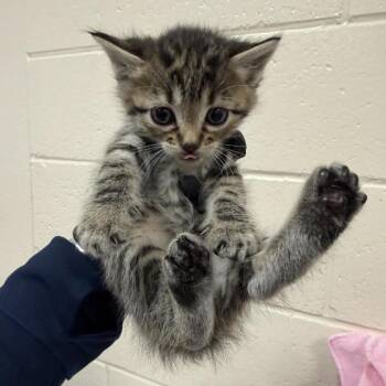 Honey Bee -  Domestic Short Hair Cat for Adoption in Reno, Nevada - Honey Bee | PetCurious