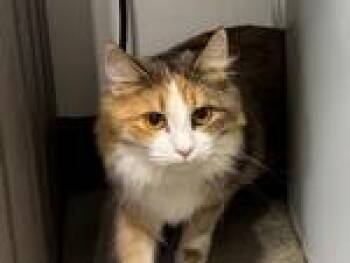 Rescue Domestic Long Hair Cats for Adoption in Powell, Ohio - Gwenyth | PetCurious