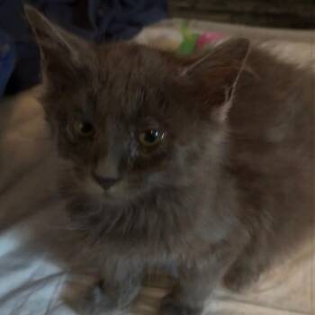 Smoke show- Pending -  Domestic Medium Hair Cat for Adoption in Huntington, West Virginia - Smoke Show- Pending | PetCurious