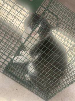 Domestic Short Hair Cats Available for Adoption - A651560 | PetCurious