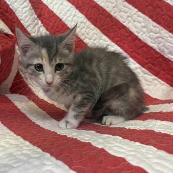 Aspen -  Domestic Short Hair Cat for Adoption in Columbus, North Carolina - Aspen | PetCurious