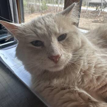 Domestic Long Hair Cats Available for Adoption in Marion, North Carolina - GoJo | PetCurious