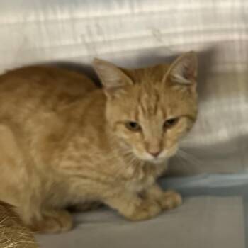 Kenan -  Domestic Short Hair Cat for Adoption in Corbin, Kentucky - Kenan | PetCurious
