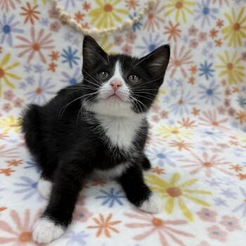 Sassafras -  Domestic Short Hair Cat Available for Adoption in Columbus, Ohio - Sassafras | PetCurious