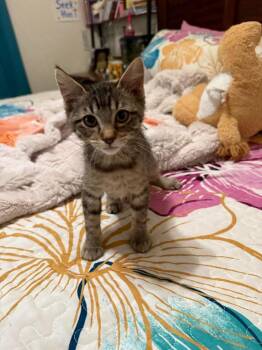 Kisses -  Domestic Short Hair Cat for Adoption in Millcreek, Utah - Kisses | PetCurious