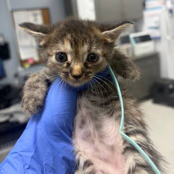 Saffron -  Domestic Short Hair Cat for Adoption in Milton, Florida - Saffron | PetCurious