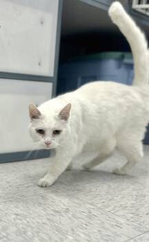 Ozzy -  Domestic Short Hair Cat for Adoption in Bardstown, Kentucky - Ozzy | PetCurious