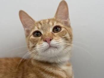 Rescue Domestic Short Hair Cats for Adoption in Portland, Oregon - Rochester | PetCurious