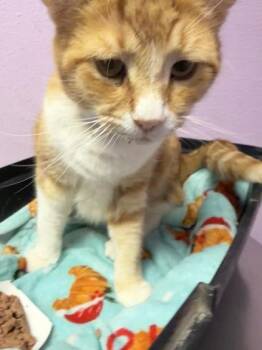 Domestic Short Hair Cats Available for Adoption in El Paso, Texas - 60962406 | PetCurious