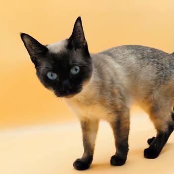 Domestic Short Hair Cats Available for Adoption in Springfield, Missouri - Wesley | PetCurious