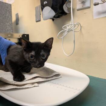 Puma -  Domestic Short Hair Cat for Adoption in Los Angeles, California - Puma | PetCurious