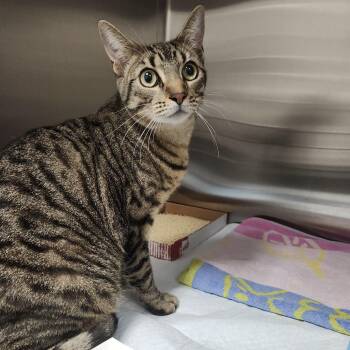 Binx -  Domestic Short Hair Cat for Adoption in Clearwater, Florida - Binx | PetCurious