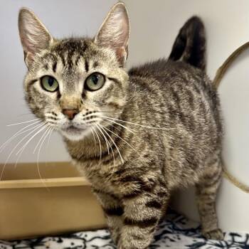 Daffodil (Nesta) -  Domestic Short Hair Cat for Adoption in Saint Joseph, Missouri - Daffodil (Nesta) | PetCurious