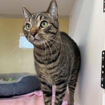 Domestic Short Hair Cats Available for Adoption - Captain | PetCurious
