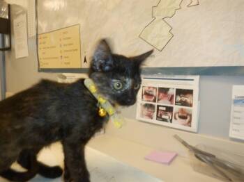 Domestic Short Hair Cats Available for Adoption in San Jose, California - A1408087 | PetCurious