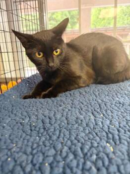 Raven -  Domestic Short Hair Cat for Adoption in Lovingston, Virginia - Raven | PetCurious