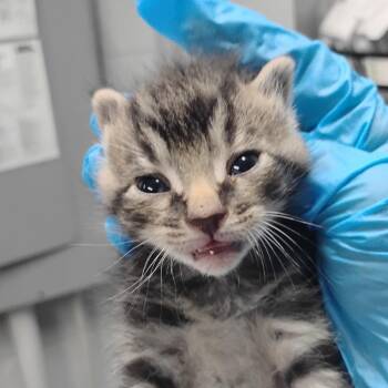 Domestic Short Hair Cats Available for Adoption in Summerville, South Carolina - Fozzie | PetCurious