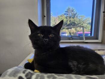 Beanie -  Domestic Short Hair Cat for Adoption in Dunkirk, New York - Beanie | PetCurious