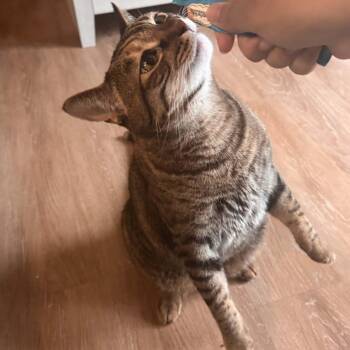 Siza -  Torbie and Domestic Short Hair Cat for Adoption in Sacramento, California - Siza | PetCurious
