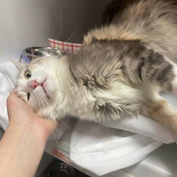 Domestic Long Hair Cats Available for Adoption in Branson, Missouri - Pablo Picatso | PetCurious