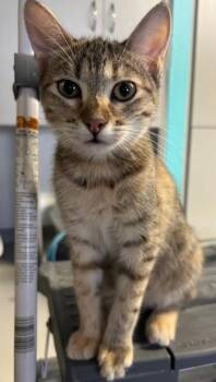 Rescue Domestic Short Hair Cats for Adoption in Phoenix, Arizona - Penny | PetCurious
