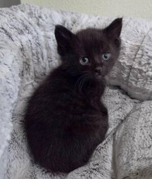 Domestic Medium Hair Cats Available for Adoption in Calimesa, California - Clover | PetCurious