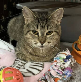 Rescue Domestic Short Hair Cats for Adoption in Blasdell, New York - Caitlyn | PetCurious