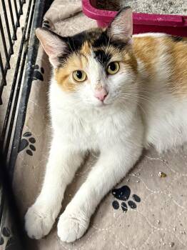 Domestic Short Hair and Calico Cats Available for Adoption in Gilberts, Illinois - CAT - Holly | PetCurious