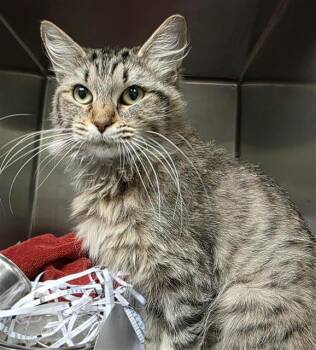 LOLETA -  Domestic Medium Hair Cat for Adoption in San Antonio, Texas - LOLETA | PetCurious