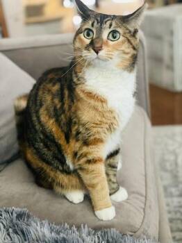 Domestic Short Hair Cats Available for Adoption - GP-Nora | PetCurious