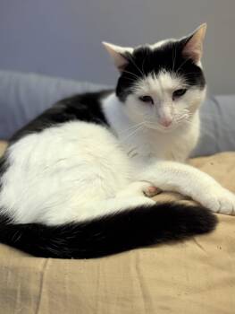 Rescue Domestic Short Hair Cats for Adoption in Dalton, Georgia - Tucker | PetCurious