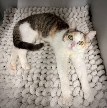 Paige -  Domestic Short Hair Cat for Adoption in Kalamazoo, Michigan - Paige | PetCurious