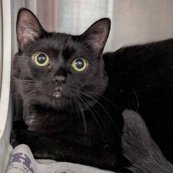 Bitsy -  Domestic Short Hair Cat for Adoption in Pittsburgh, Pennsylvania - Bitsy | PetCurious