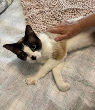 Siamese and Domestic Short Hair Cats Available for Adoption in St. Augustine, Florida - Sherwin | PetCurious