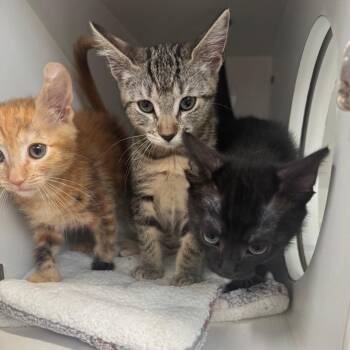 Ding Dong -  Domestic Short Hair Cat for Adoption in Lakewood, California - Ding Dong | PetCurious