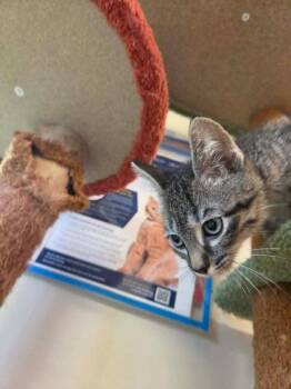 Julian -  Domestic Short Hair Cat for Adoption in Scottsbluff, Nebraska - Julian | PetCurious