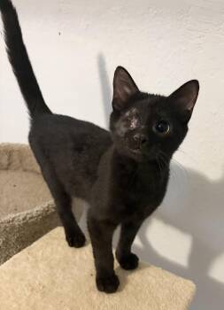 Emile ~ I Have One Eye!! -  Domestic Short Hair Cat for Adoption in Rochester, Indiana - Emile ~ I Have One Eye!! | PetCurious