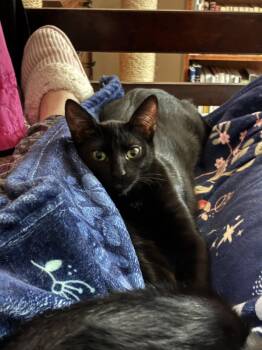 Minnie -  Tabby and Domestic Short Hair Cat for Adoption in Walnut Creek, California - Minnie | PetCurious