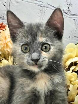 Maisie - The Sweet Pea -  Dilute Tortoiseshell and Domestic Short Hair Cat for Adoption in Ocean Springs, Mississippi - Maisie - The Sweet Pea | PetCurious