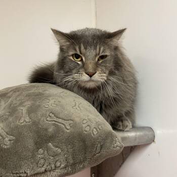 Rescue Domestic Long Hair Cats for Adoption in Joshua Tree, California - SOCIO | PetCurious