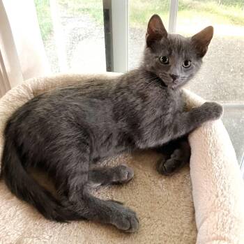 Palmer -  Russian Blue and Domestic Short Hair Cat for Adoption in Lombard, Illinois - Palmer | PetCurious