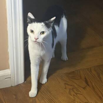 Opal -  Domestic Short Hair Cat for Adoption in Naugatuck, Connecticut - Opal | PetCurious