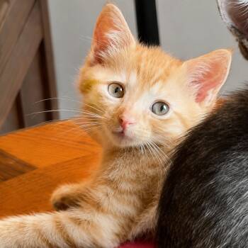 Sonny Jim -  Domestic Short Hair Cat for Adoption in The Woodlands, Texas - Sonny Jim | PetCurious