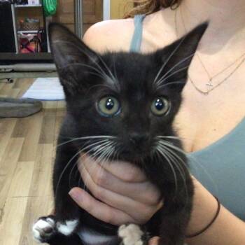 Chase -  American Shorthair Cat for Adoption in New Orleans, Louisiana - Chase | PetCurious