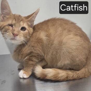 Catfish -  Domestic Short Hair Cat for Adoption in Snow Hill, North Carolina - Catfish | PetCurious